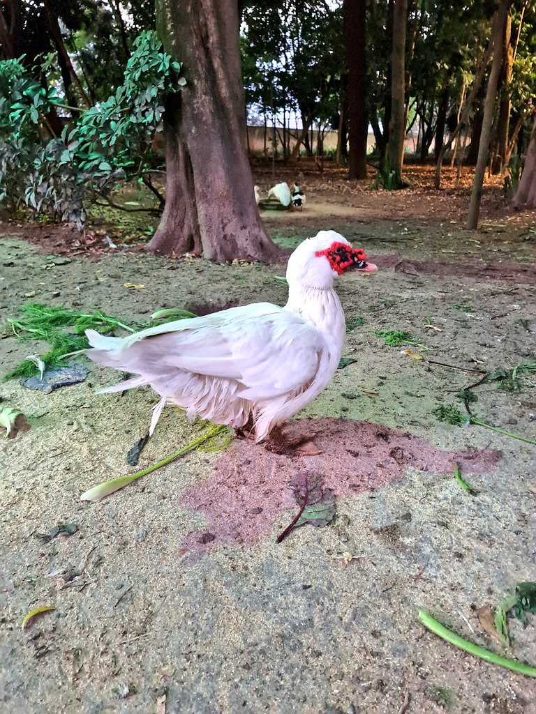 Majestic Duck